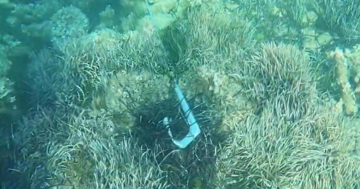 Detectados esta temporada unos 1.200 fondeos sobre posidonia en Menorca