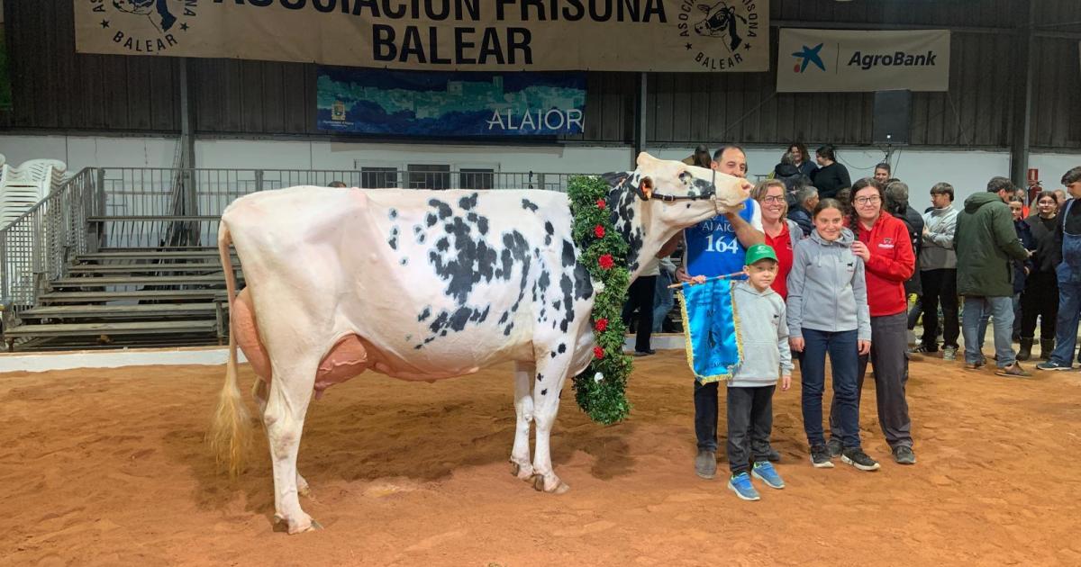 La Vaca Gran Campeona de Menorca pasta en el ‘lloc’ de Binillobet
