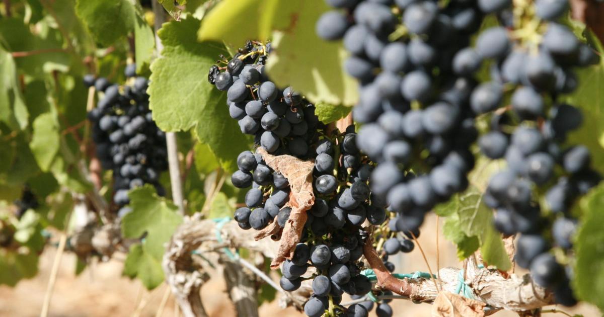 El vino de Menorca, el único de Balears que sube en ventas gracias a las nuevas bodegas