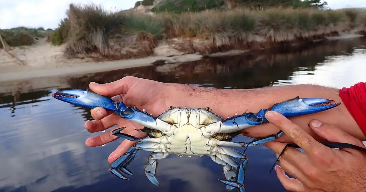 La gran adaptación alimentaria del cangrejo azul, una especie invasora, en Baleares – Menorca – Es diari